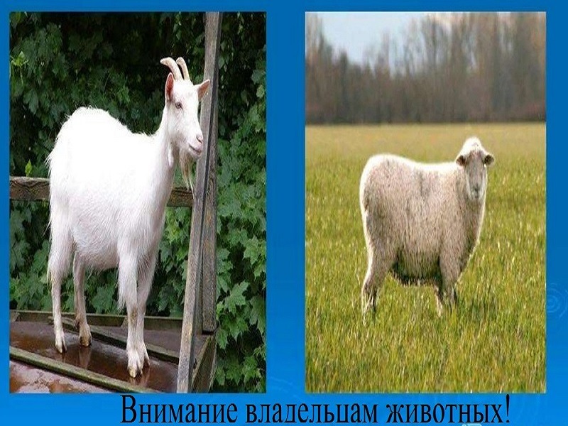 Учёт мелкого рогатого скота.